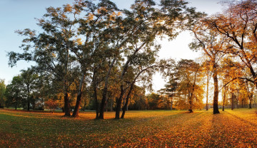 Картинка природа парк деревья осень листья