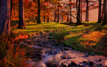 Картинка природа лес поток ручей деревья закат