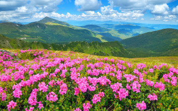 Картинка природа луга горы небо цветы трава солнце landscape nature