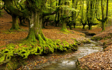 Картинка природа лес мох корни ручей