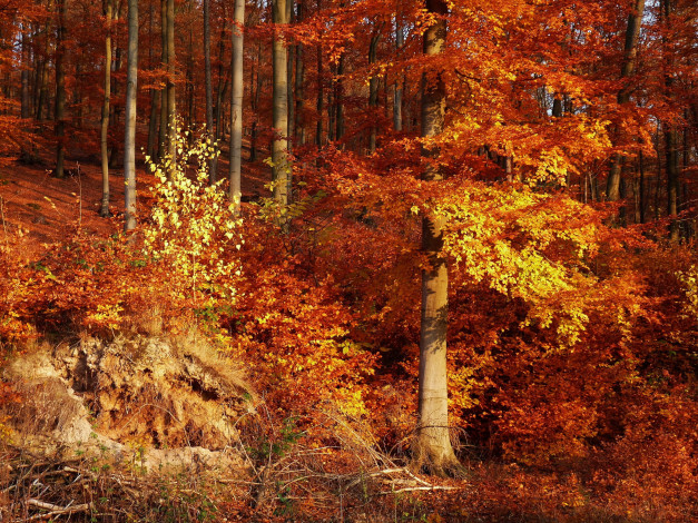 Обои картинки фото природа, лес, осень, деревья, листья, лучи