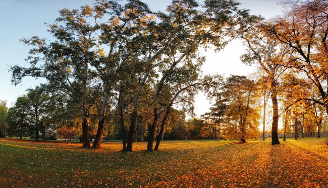 Обои картинки фото природа, парк, деревья, осень, листья