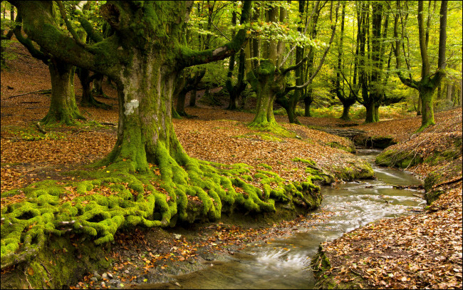 Обои картинки фото природа, лес, мох, корни, ручей