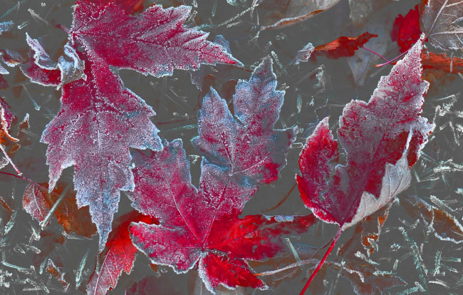 Обои картинки фото природа, листья, осень, клен, изморозь