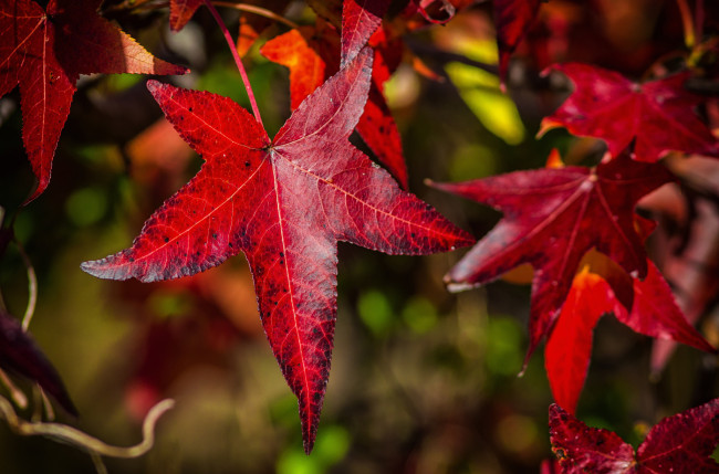Обои картинки фото природа, листья, клен, осень, багрянец
