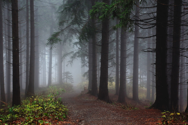 Обои картинки фото природа, дороги, стволы, ели, туман, лес