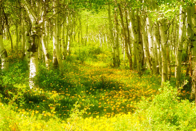 Обои картинки фото природа, лес, весна, цветы, трава, деревья