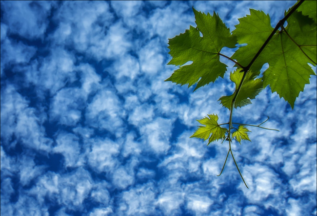 Обои картинки фото природа, листья, облака, небо, ветка, виноград
