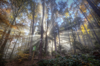 Картинка природа лес лучи свет деревья