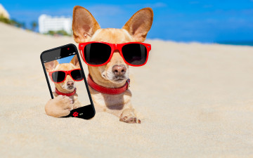обоя юмор и приколы, смартфон, песок, пляж, очки, юмор, фото, снимок, Чихуахуа