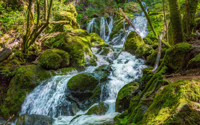 Обои картинки фото природа, водопады, ручей, лес, зелень, мох, камни, водопад