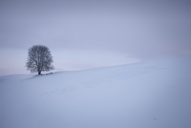 Обои картинки фото природа, зима, дерево, снег, поле