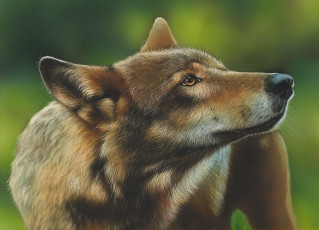 Картинка рисованное животные +волки by shonechacko волк рисунок