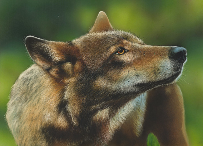 Обои картинки фото рисованное, животные,  волки, by, shonechacko, волк, рисунок