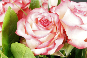 Картинка цветы розы бутон розовая роза