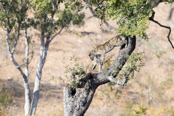 Картинка животные леопарды свет африка дерево окрас хищник грация кошка