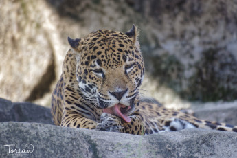 Картинка животные Ягуары умывание лапа язык хищник морда кошка