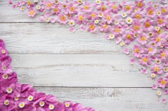 Картинка цветы хризантемы лепестки фон