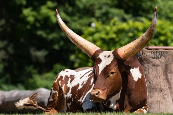 Картинка животные коровы +буйволы свет лежит рога ватусси