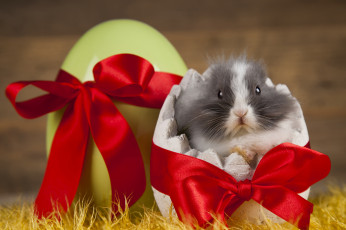 Картинка животные кролики +зайцы лента яйцо кролик праздник