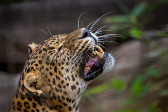 Картинка животные леопарды морда хищник кошка клыки оскал