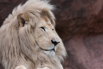 Картинка животные львы зоопарк морда грива профиль красавец белый