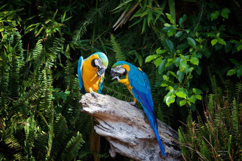 Картинка животные попугаи деревья пень природа пара ары