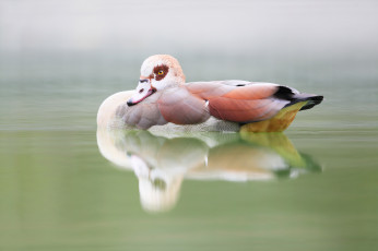Картинка животные утки озеро природа птица утка