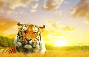 обоя животные, тигры, облака, небо, природа, тигр
