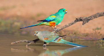 Картинка животные попугаи ветка вода природа птицы