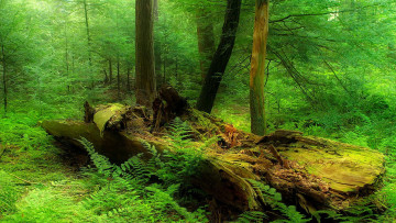 Картинка природа лес лето