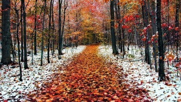Картинка природа парк снег листопад осень