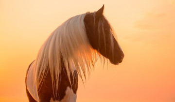 Картинка животные лошади профиль закат свет солнце позирует морда грива красавец пегий окрас конь