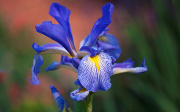 Картинка цветы ирисы синий ирис цветок