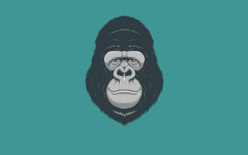 обоя рисованное, минимализм, обезьяна, monkey, голова, gorilla, горилла