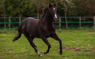 Картинка животные лошади галоп бег конь грация загон