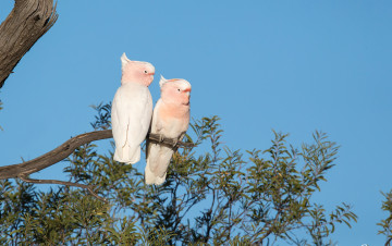 Картинка животные попугаи природа дерево птицы ветки