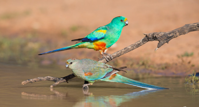 Обои картинки фото животные, попугаи, ветка, вода, природа, птицы