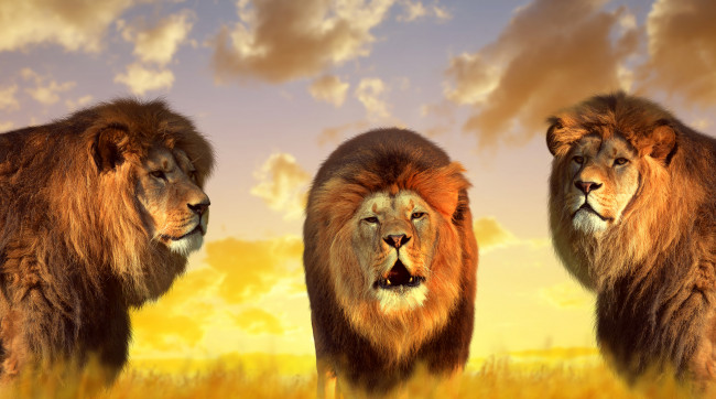 Обои картинки фото животные, львы, природа, короли