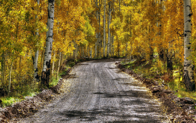 Обои картинки фото природа, дороги, дорога, березы, осень, проселочная