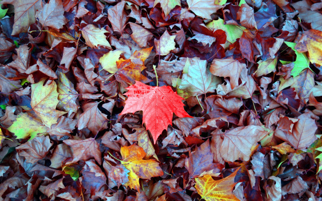 Обои картинки фото природа, листья, осень, кленовые