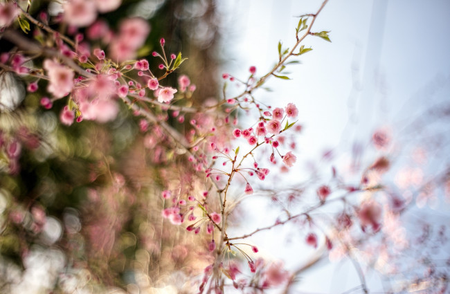 Обои картинки фото цветы, цветущие деревья ,  кустарники, ветки, нежность, весна, розовый, макро, цветение