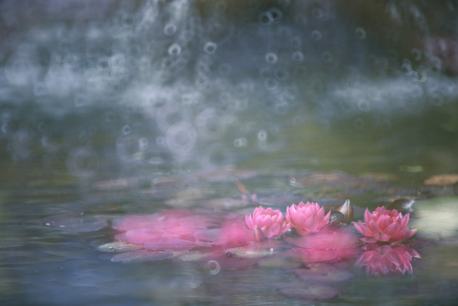 Обои картинки фото цветы, лилии водяные,  нимфеи,  кувшинки, розовые, кувшинки, вода, цветение