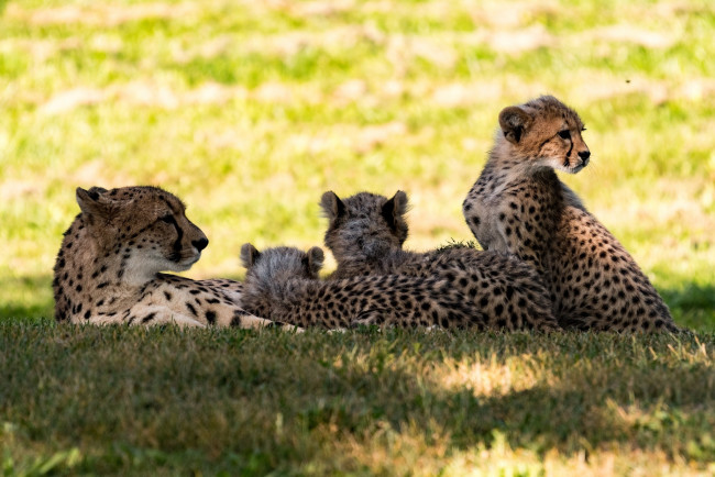 Обои картинки фото животные, гепарды, отдых, тень, мать, свет, трава, семья, компания, детёныши