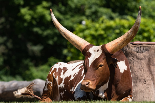 Обои картинки фото животные, коровы,  буйволы, свет, лежит, рога, ватусси
