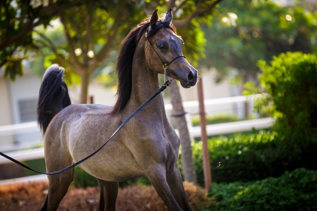 Обои картинки фото животные, лошади, грация, позирует, красавец, арабский, молодой, конь