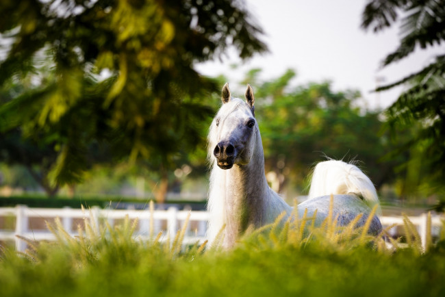 Обои картинки фото животные, лошади, грива, морда, трава, свет, позирует, серый, арабский, конь