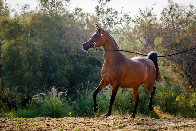 Обои картинки фото животные, лошади, позирует, движение, гнедой, арабский, жеребец, конь