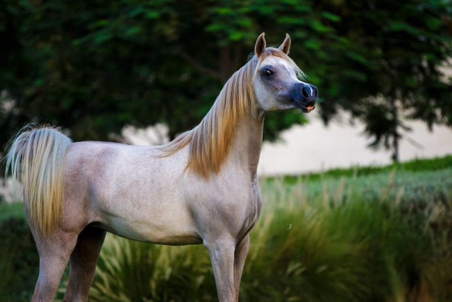 Обои картинки фото животные, лошади, серый, арабский, жеребец, конь, грива, хвост, позирует