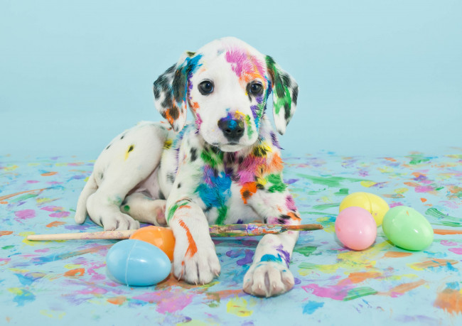 Обои картинки фото животные, собаки, щенок, краски, кисти, яйца